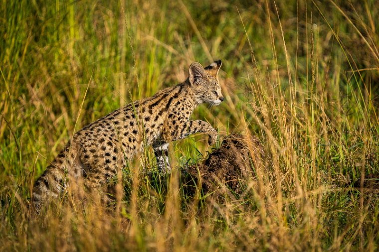 032 Masai Mara, serval.jpg